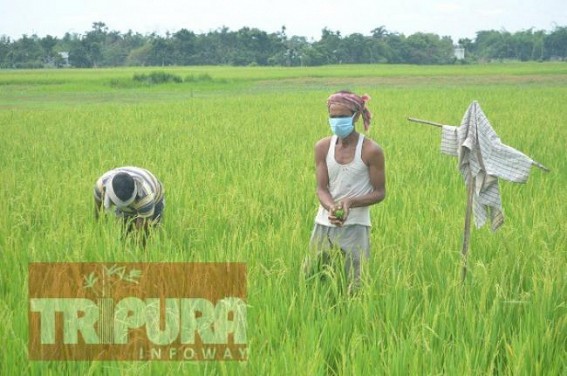 Tripura Agricultural Works continue in Full Wave with Social Distancing by Masked Farmers